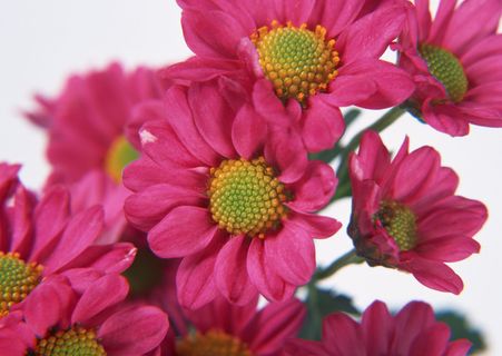 群芳粉红的花儿 群芳粉红的花儿