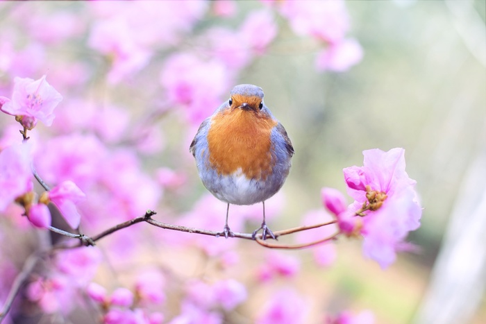 桃花立春春天背景花图片