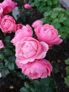 灿烂绽放的芍药