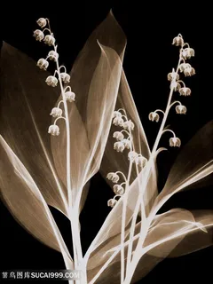 黑暗中的植物透明花卉植物装饰画