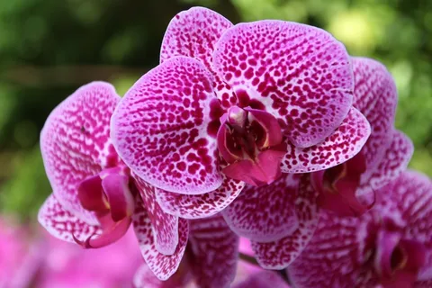 紫色蝴蝶兰绽放图片 紫色蝴蝶兰绽放图片