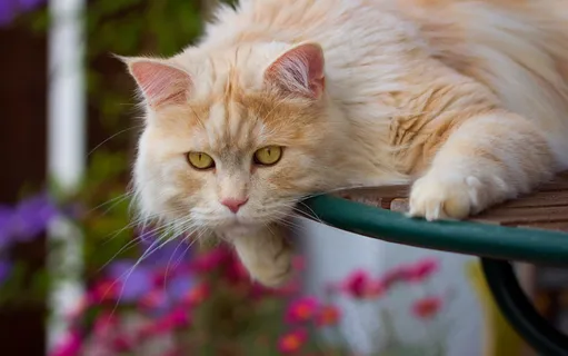 超萌可爱波斯猫图片 超萌可爱波斯猫图片