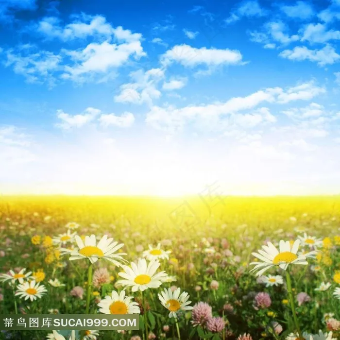 菊园图片素材