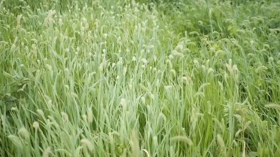 草, 风, 夏天, 自然, 森林, 植物, 景观, 花园