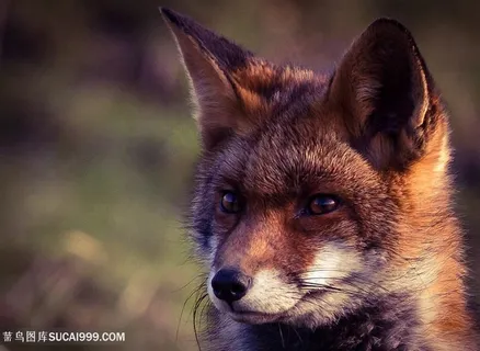 高清黑狐摄影图片