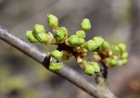 春天小清新春分的图片
