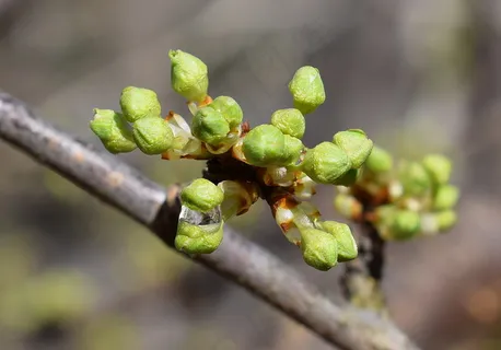 春天小清新春分的图片