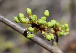 春天小清新春分的图片