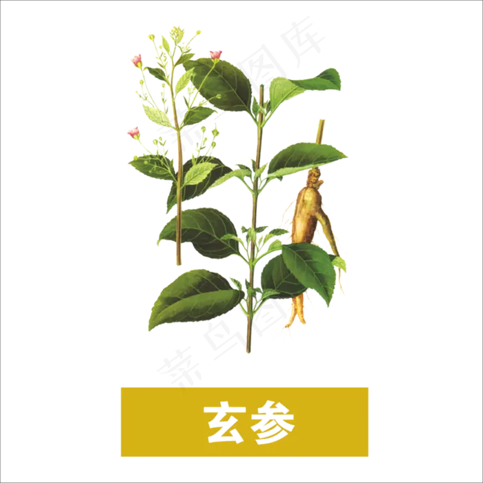 手绘草本中药药材玄参