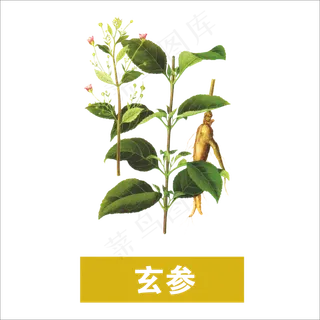 手绘草本中药药材玄参