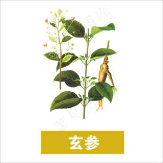 手绘草本中药药材玄参