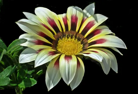 杂色菊植物花朵图片 杂色菊植物花朵图片