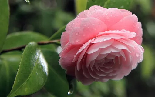 美丽的山茶花高清素材