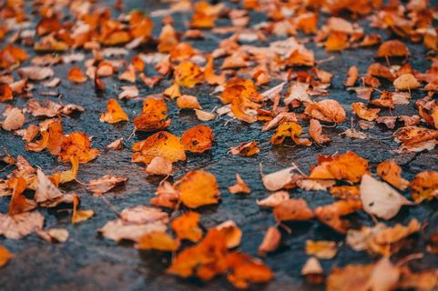 深秋的落叶摄影大图