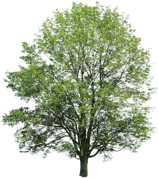 高清树木素材 免抠PSD植物素材 美术绘画园林贴图 树草灌木花草