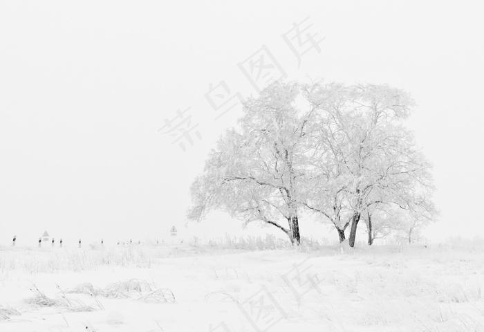 冬天雪地树木图片