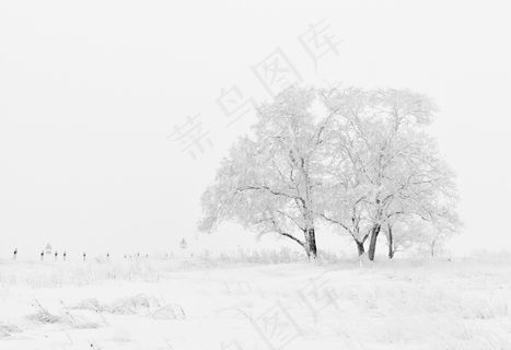 冬天雪地树木图片
