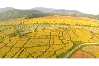 水稻田现代农业