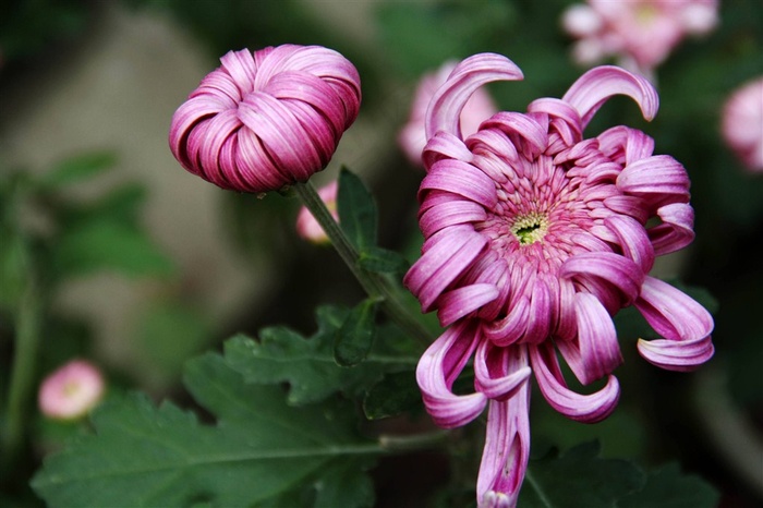 粉色花骨朵菊花