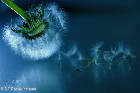 超高清唯美蒲公英鲜花图片 超高清唯美蒲公英鲜花图片
