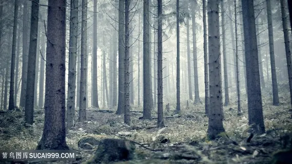 森林大树壁纸 森林大树壁纸