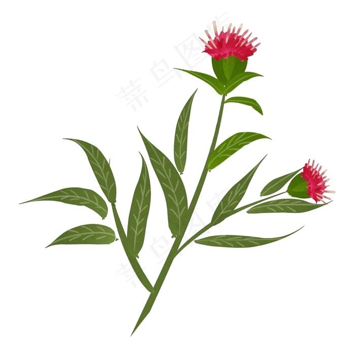 手绘草本中药药材