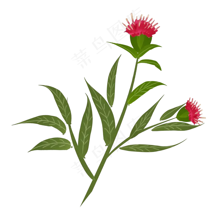 手绘草本中药药材