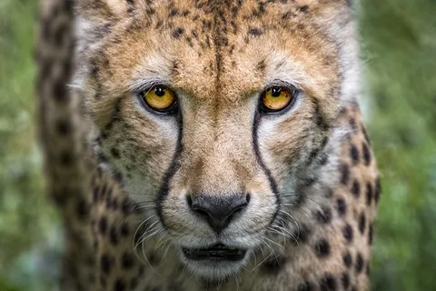 猎豹头部特写图片 猎豹头部特写图片