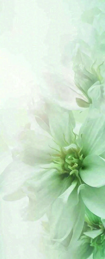 白色清新花朵朦胧唯美意境，鲜花摄影图(704x1728)