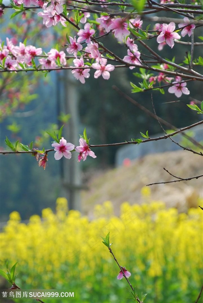 高清唯美油菜花桃花图片