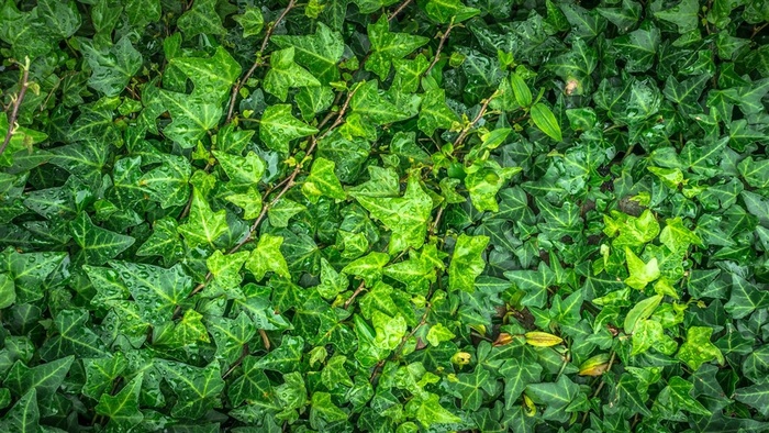 绿色爬山虎植物图片