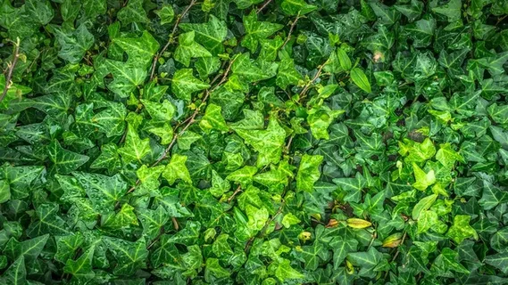 绿色爬山虎植物图片