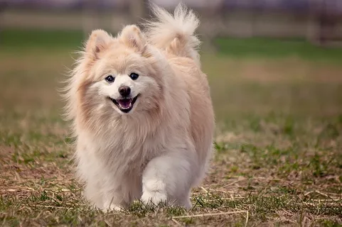可爱博美犬图片 可爱博美犬图片
