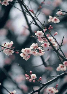 冬天浪漫白色花朵枝叶，冬季植物大雪小雪冬至新春摄影图