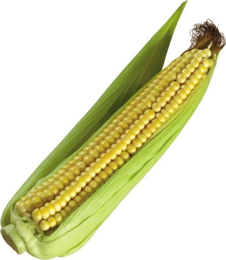 玉米PNG图片免抠