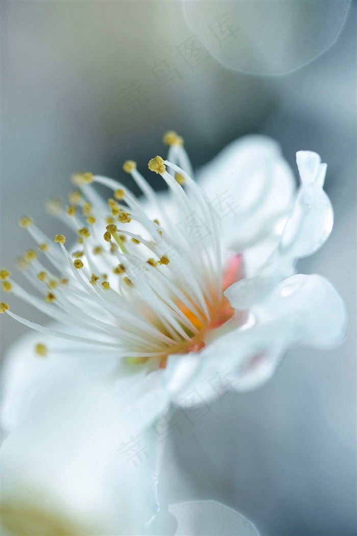 唯美桃花花蕊高清摄影图片