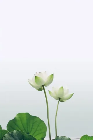 简约摄影清新荷花白绿色背景