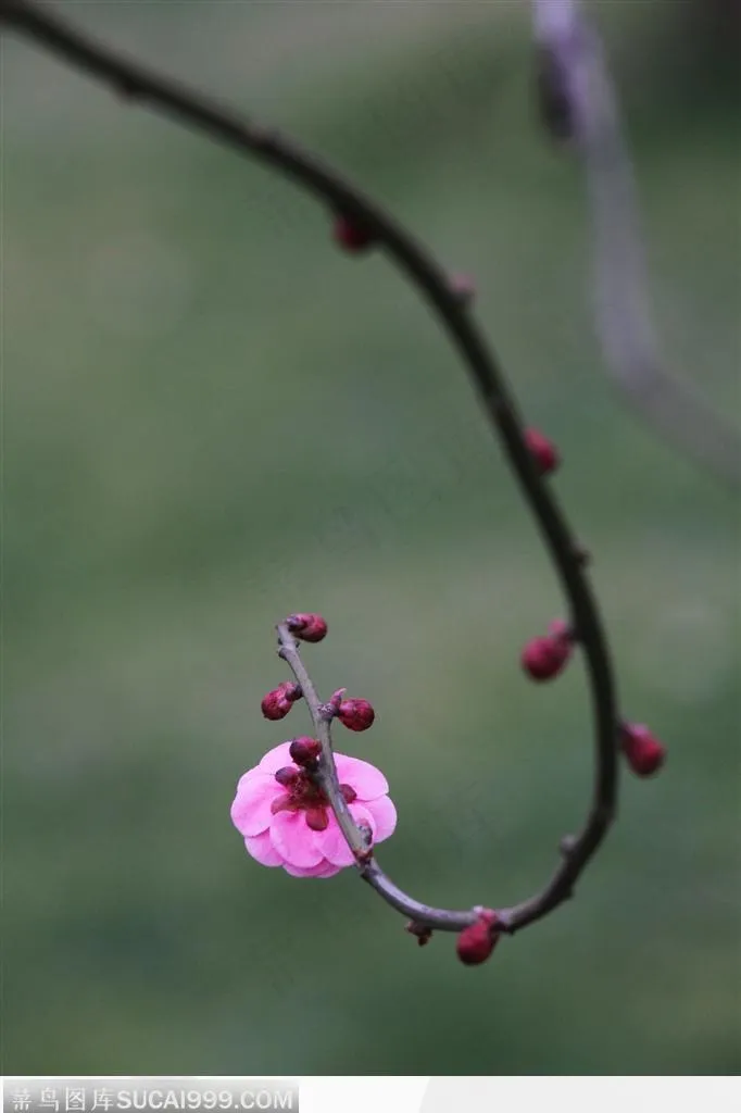 梅花情缘-一枝弯曲的小梅花