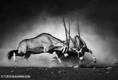 大家的羚羊黑白特写高清图片