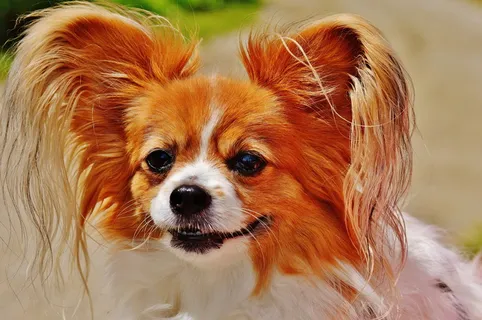 宠物狗蝴蝶犬图片 宠物狗蝴蝶犬图片