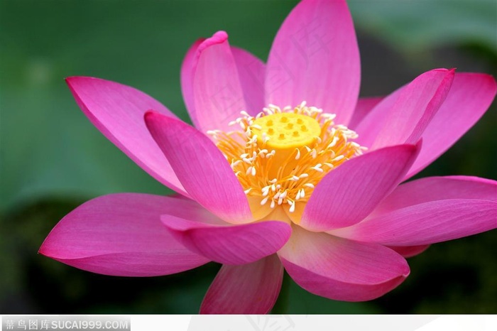 出水芙蓉-美丽的荷花