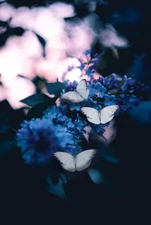 唯美梦幻鲜花花朵图片 唯美梦幻鲜花花朵图片
