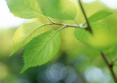 森林的树缝穿过的光春季美景图片素材 森林的树缝穿过的光春季美景图片素材