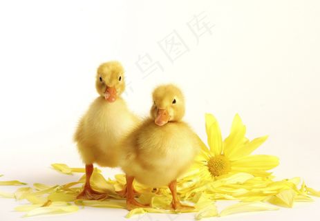 可爱小鸭素材图片下载