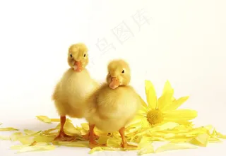 可爱小鸭素材图片下载