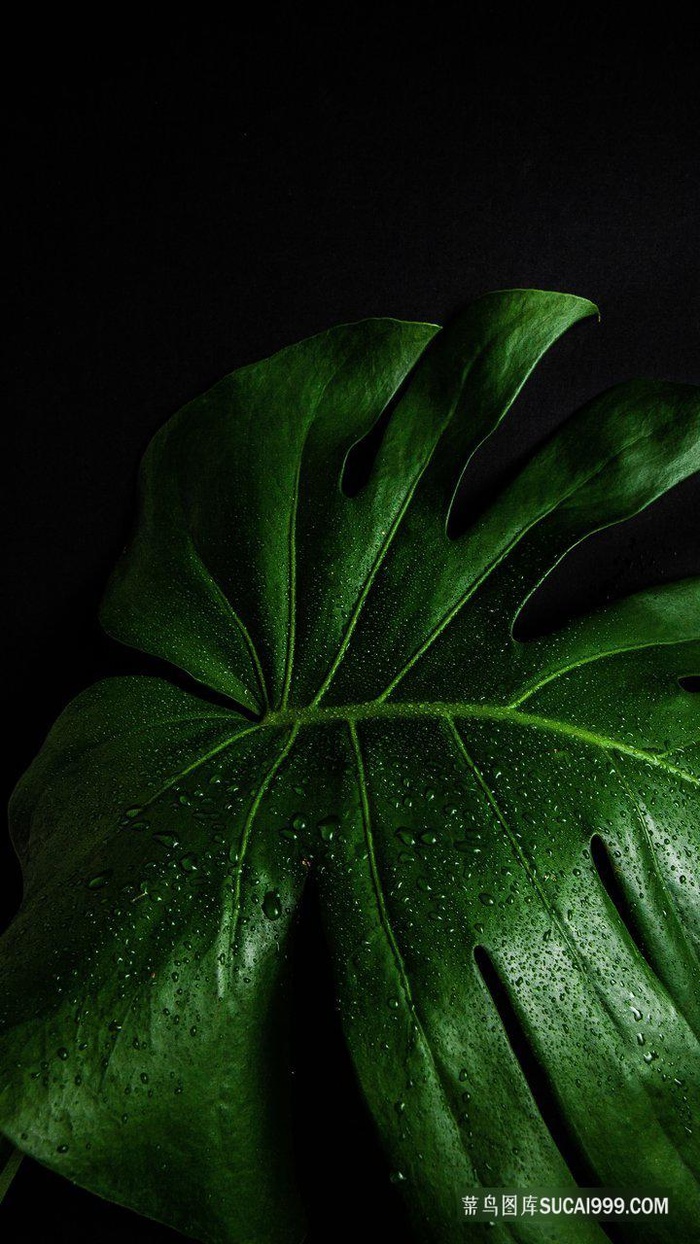 龟背竹绿叶局部特写