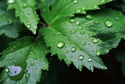 露珠绿叶摄影背景