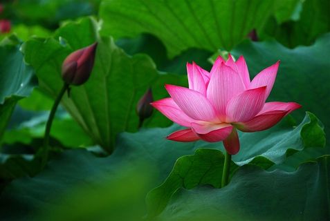 唯美荷花植物写真图片 唯美荷花植物写真图片