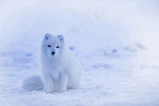 北极狐图片