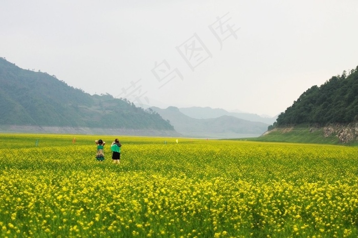 山岭前绝美的金色麦田